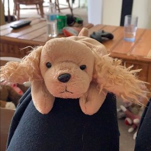 Spunky the cocker spaniel